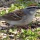 Chipping Sparrow Closeup