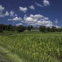 Cornfield and house landscape