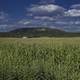 Cornfields, hill, and houses with clouds and sky