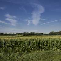 Cornstalks and farmland to the horizon