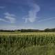 Cornstalks and farmland to the horizon