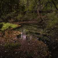 Fall springs landscape with leaves