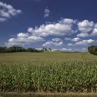 Farmhouse beyond the rows of corn under the skies