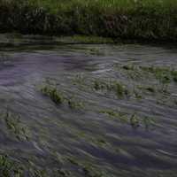 Flowing water around the aquatic plants