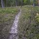 Forested Trail at Ferry Bluff, Wisconsin