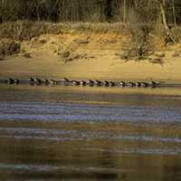 Geese across the Wisconsin River