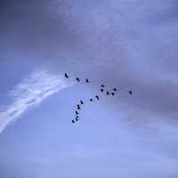 Geese flying in V Formation at Ferry Bluff, Wisconsin