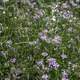 Grass and Purple Flowers at Goose Lake State Wildlife Area