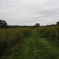 Grassy Trail landscape under cloudy skies