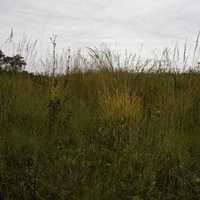 Grass under the clouds