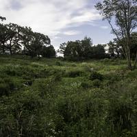Grassland landscape with tall grass and trees at Stewart Lake County Park
