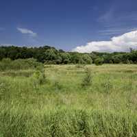 Grassland under blue skies landscape