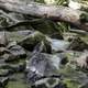 Log and Cascades at Baxter's Hollow, Wisconsin