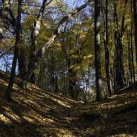 Looking up a hill in the forest at Pewit's Nest, Wisconsin