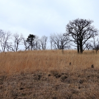 Looking upward at the hill