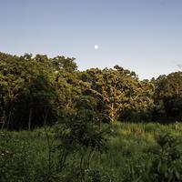 Moon above the Tree line at Stewart County Park