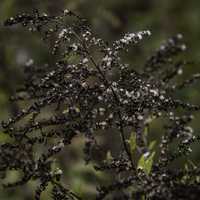 Plants and nature