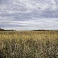 Prairie Landscape at Faville Grove