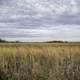 Prairie Landscape at Faville Grove