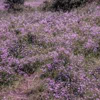 Purple Flowers on the hillside at Goose Lake Wildlife Area