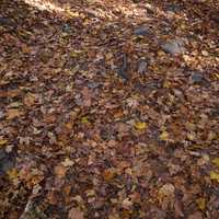 Reddish leaves on the forest floor at Pewit's nest, Wisconsin