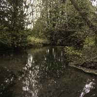 River with trees on the two shores landscape