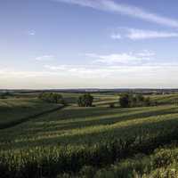 Shadows over the cornfield under the blue sky