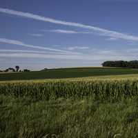 Small Hill Admist the Cornstalks