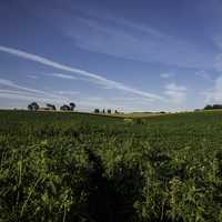 Soft Clouds over Corn Farm