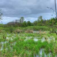 Marshes and Grasses at Kickapoo Valley Reserve, Wisconsin