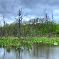 Pond and trees at Kickapoo Valley Reserve, Wisconsin