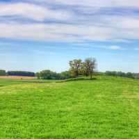 Trees in the landscape in Southern Wisconsin