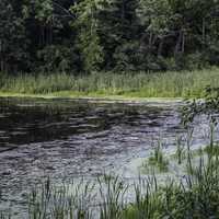 Swampy end of Stewart Lake County Park