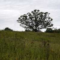 Tree and grassy field landscape