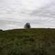 Tree at the top of the hill under clouds