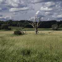 Tree in the grassy field under some clouds