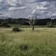 Tree in the grassy field under some clouds