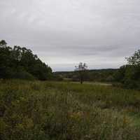 Tree in the middle of the field