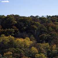 Trees in Morton County Forest, Wisconsin