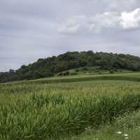 Trees on a hill under grey skies and corn fields