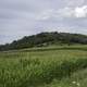 Trees on a hill under grey skies and corn fields