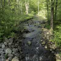 Trees, sunlight, and Otter Creek at Baxter's Hollow, Wisconsin