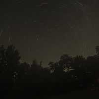 Treetops and Star Trails