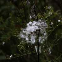 White Plant seeds in the fall