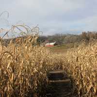 Corn maze in Southern Wisconsin