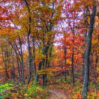 Autumn Forest in Southern Wisconsin