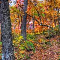 Hiking Path in Autumn in Southern Wisconsin