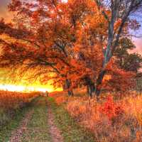 Sunset over trees and path in Southern Wisconsin