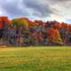 Trees in Autumn in Southern Wisconsin