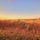 Dusk Over Cornfields in Southern Wisconsin